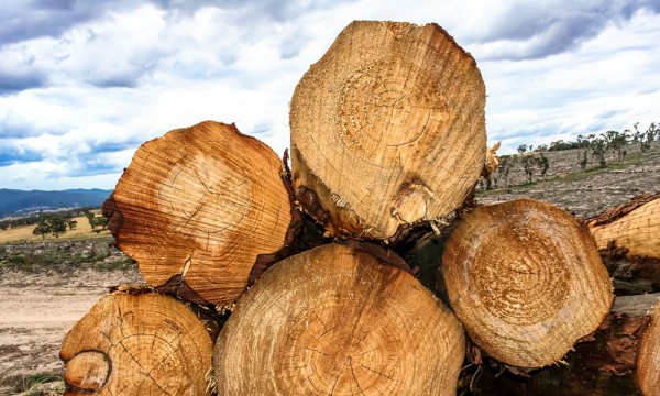 Forest industry grows for fourth year running 