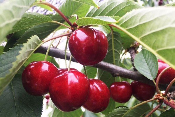 More Fruit fly restrictions lifted in Tasmania but markets yet to recognise status 